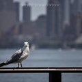 20160716_2721_NewYork