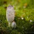 Coprinus Comatus
