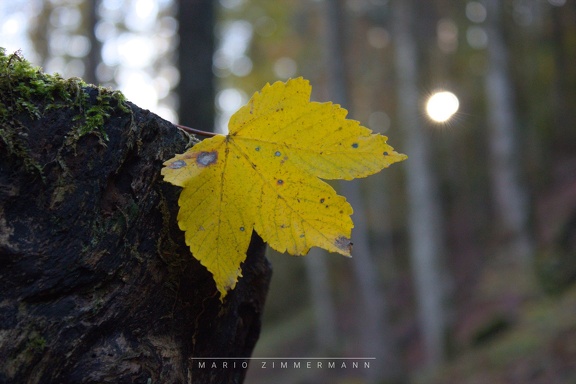Herbstlaub