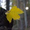 Herbstlaub