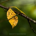 Herbstlaub