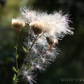 Distel