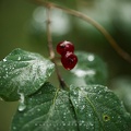 Beeren im Regen