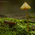 Schnecke und Pilz