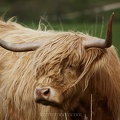 Highland Cow